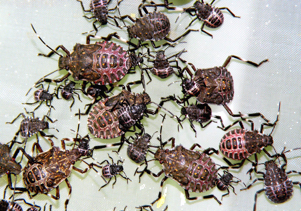 Halyomorpha halys (brown marmorated stink bug); various nymphal instars.