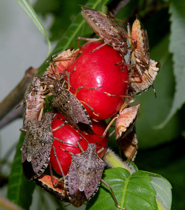 Halyomorpha halys (brown marmorated stink bug); adult feeding on cherries.