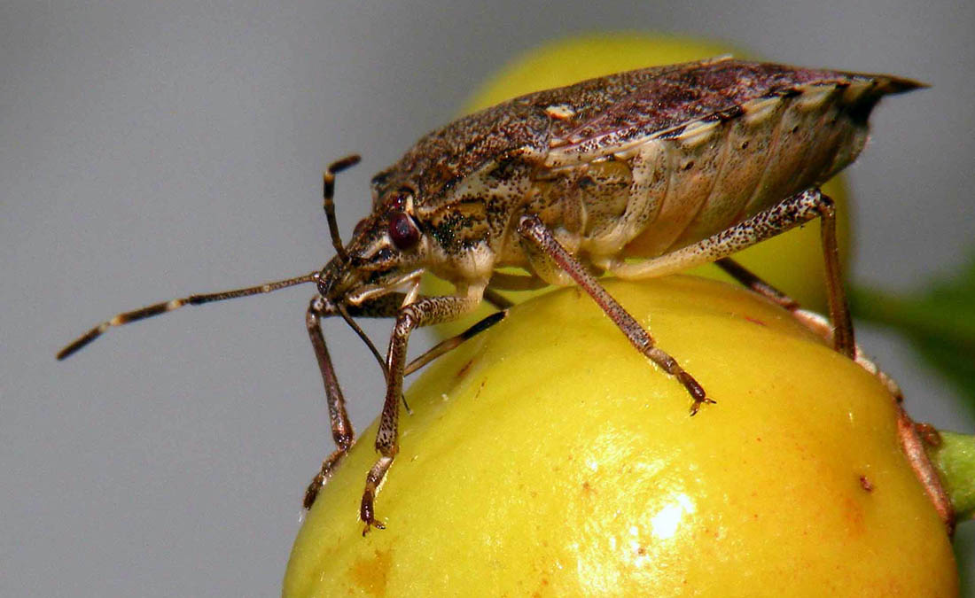 Halyomorpha halys (brown marmorated stink bug); adult feeding on a cherry.