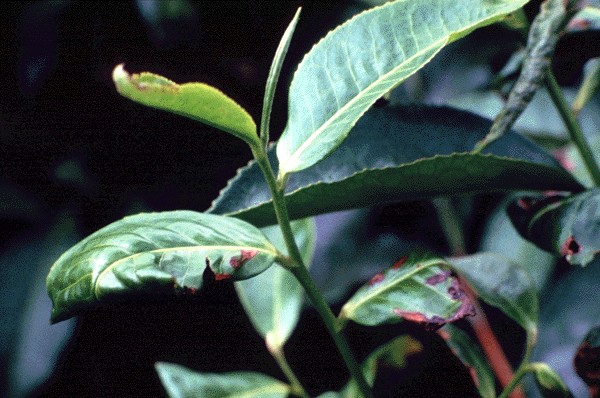 Damage by Homona coffearia on tea plant.