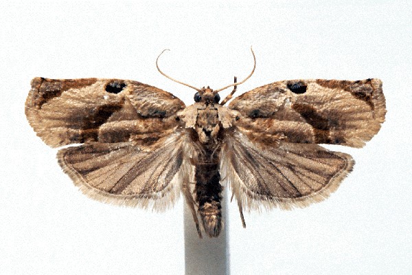 Wingspan, females 12-13 mm, males 8-10 mm, forewings with one or two pale bands running obliquely across them, in males the darker areas have a more intricate pattern.