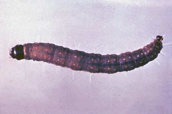Larvae have a shiny black head and grow up to about 25 mm in length.