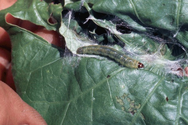 Larval damage, including webbing, on mung bean.