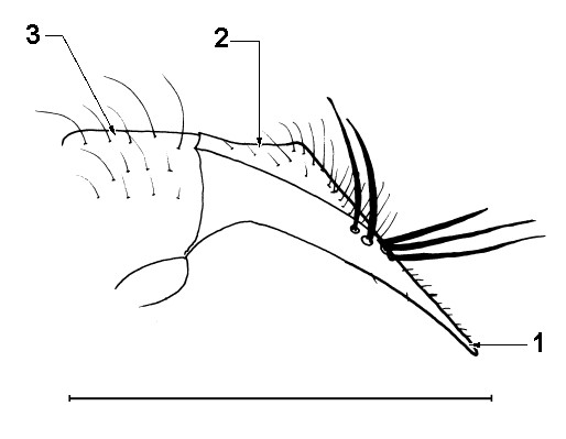 Left view of male external gentialia showing surstylus (1), cercus (2) and epandrium. Scale bar = 1 mm.