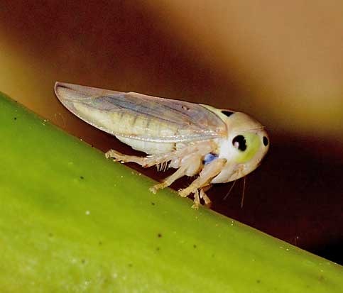 Leafhopper Chemical Control & Insecticide Products