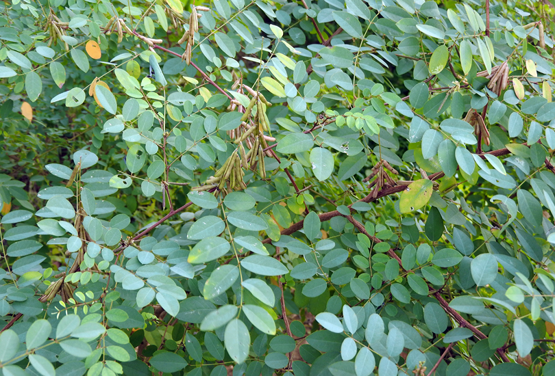 Indigofera tinctoria (true indigo); habit, showing leaves and seedpods. nr. Vikramasingapuram, Tamil Nadu, south India. March 2018.