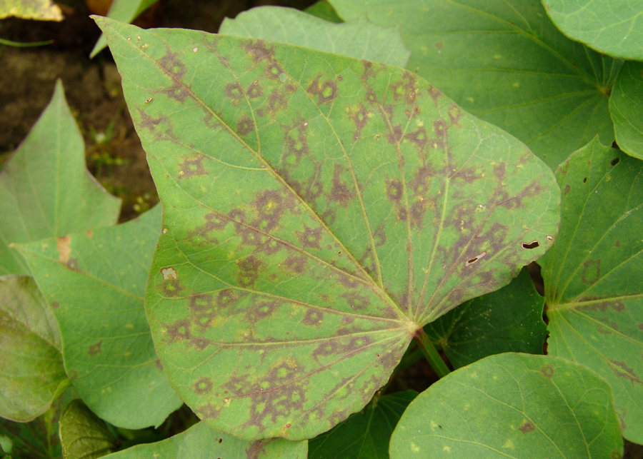 Feathery Mottle Virus; Foliar symptoms on sweet potato (Ipomoea batatas). North Carolina, USA.