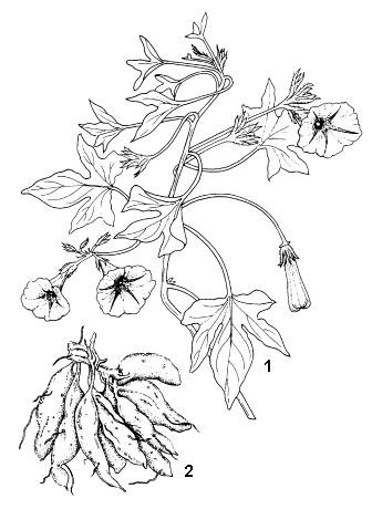 Ipomoea batatas: 1, flowering branch; 2, storage roots.Reproduced from the series 'Plant Resources of South-East Asia', Vols 1-20 (1989-2000), by kind permission of the PROSEA Foundation, Bogor, Indonesia.