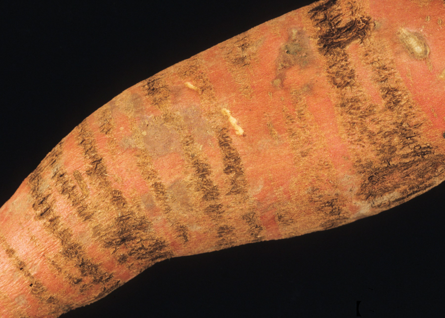 Feathery Mottle Virus; Close-up of russet crack symptoms on sweetpotato (Ipomoea batatas).