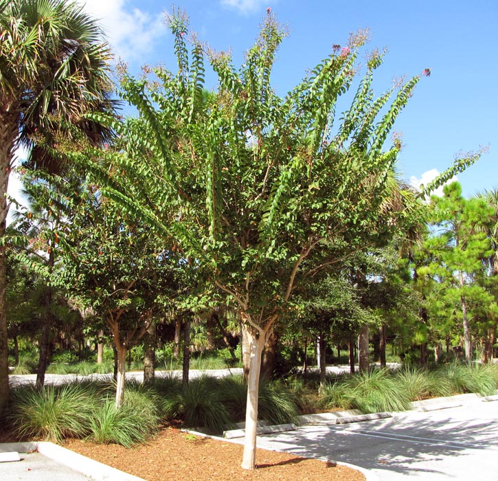 Lagerstroemia indica (crape myrtle); ornamental tree showing habit. Green Cay Wetlands, Boynton Beach, Florida, USA. September, 2009.