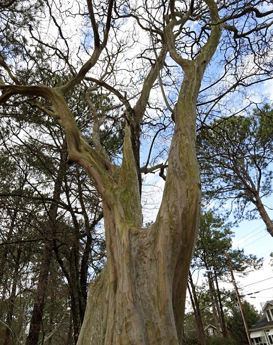 Lagerstroemia indica (crape myrtle); mature tree, showing habit. Tifton, Georgia, USA.