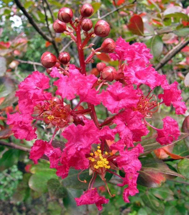 Lagerstroemia indica (crape myrtle); flowers. Enchanting Floral Gardens of Kula, Maui, Hawaii, USA. August, 2010.