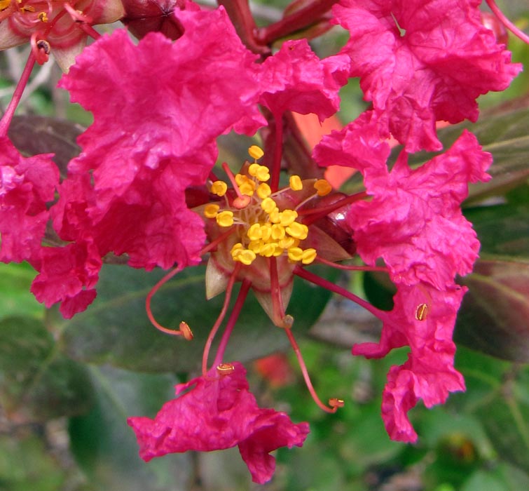 Lagerstroemia indica (crape myrtle); close-up of a flower. Enchanting Floral Gardens of Kula, Maui, Hawaii, USA. August, 2010.