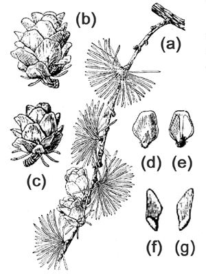 Larix gmelinii: (a) cone shoot; (b & c) cone; (d & e) upper and lower scale surfaces (f & g) seed surfaces.