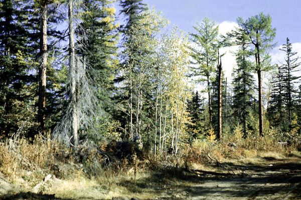 Mixed forest of Larix kamtschatica and Picea jezoensis ca. 100 years of age. Kamchatka river valley, Kamchatka peninsula, Kozyrevsk, Russia.
