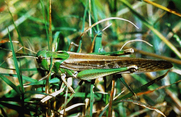 Stock photo of Migratory locust (Locusta migratoria) female