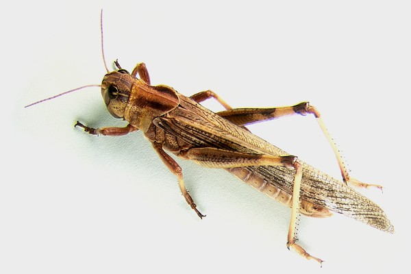 Locusta migratoria - (Linnaeus, 1758)