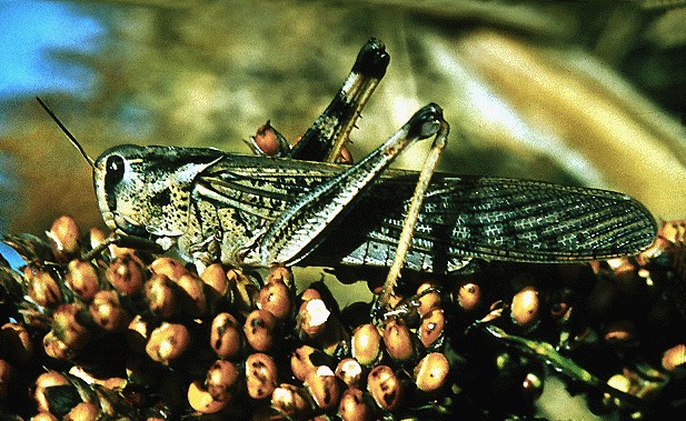Migratory locust, Locusta migratoria