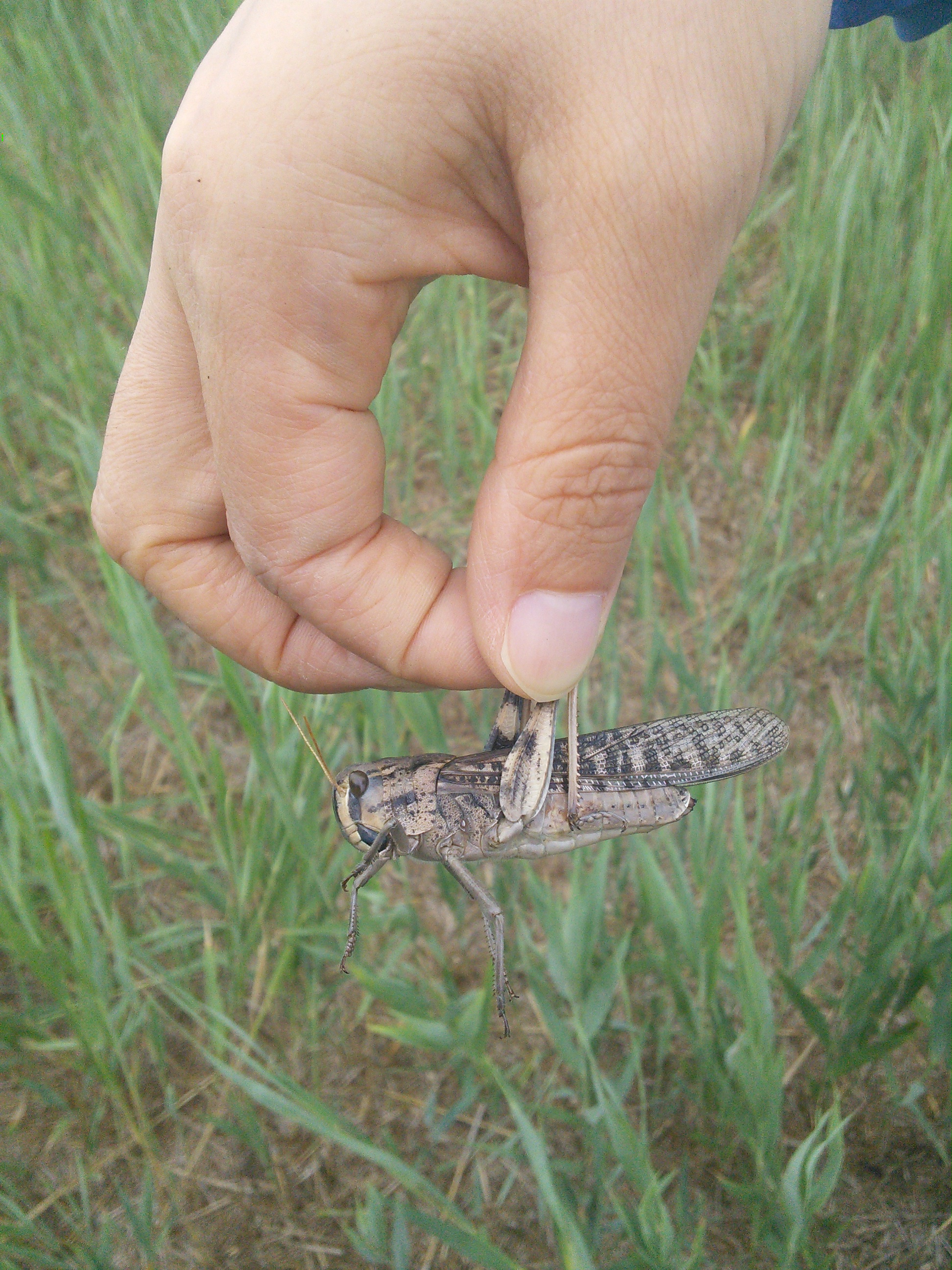 Migratory Locust Locusta Migratoria Manilensis in Long Grass Stock