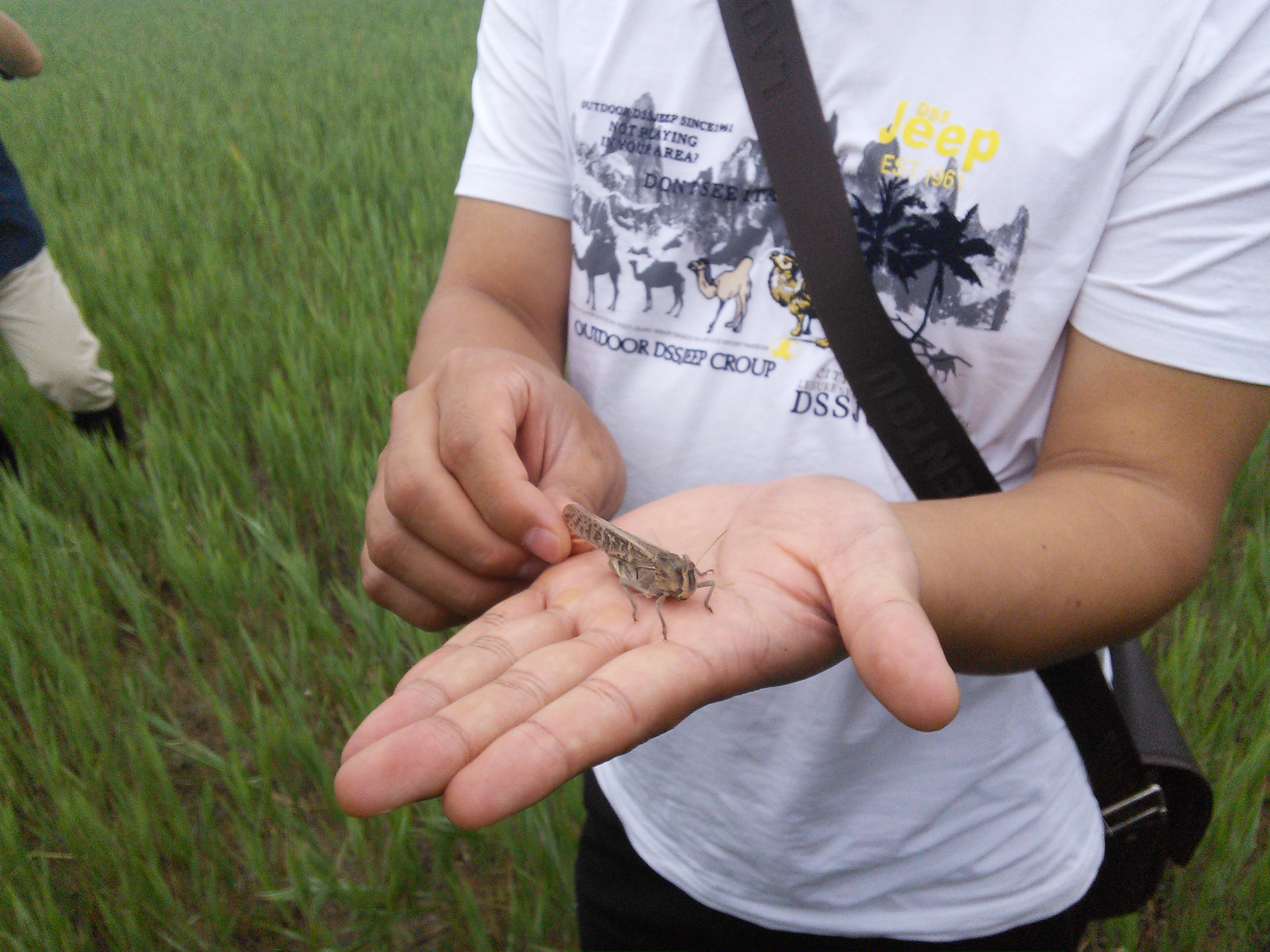 Locusta, A hopper (young locust) of the Locusta migratoria …