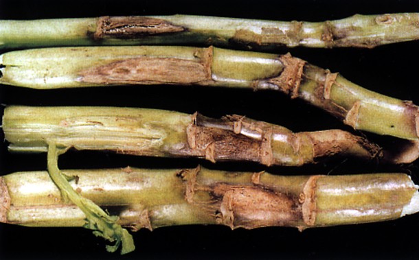 Early symptoms of stem canker (second stem from bottom) and stem lesions (other stems) on B. napus caused by UK field isolates of L. maculans.
