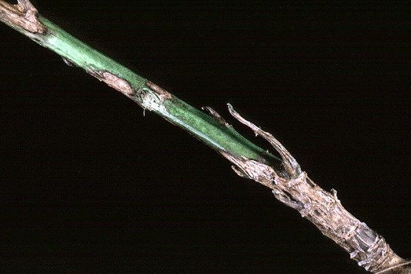 Infected stem of winter oilseed rape (Brassica napus cv. Envol) showing stem lesions.