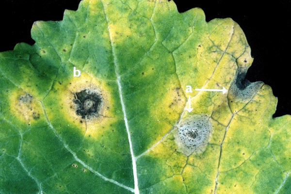 Leaf lesions on winter oilseed rape (Brassica napus cv. Capitol) caused by L. maculans, showing typical pale lesions with associated pycnidia (a) and dark lesion type (b) both with leaf chlorosis.