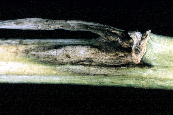 Stem lesion caused by L. maculans on winter oilseed rape (Brassica napus cv. Envol) showing an infected petiole still attached to the stem.