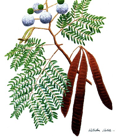 Leucaena leucocephala (leucaena); morphology.