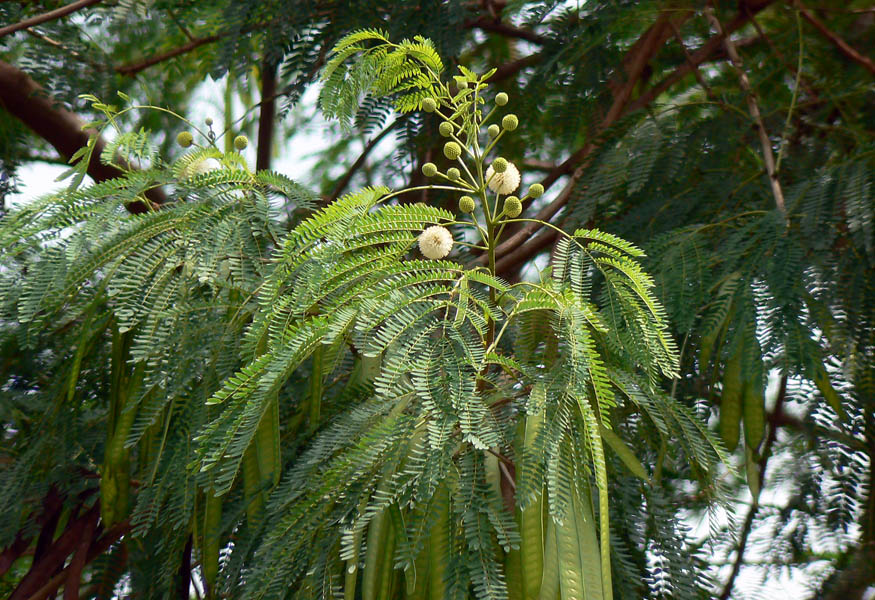 Leucaena leucocephala (leucaena); flowers, foliage and some green seed-pods. India. September 2007.