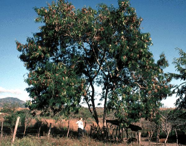 Leucaena leucocephala (leucaena); subsp. glabrata, habit as a fenceline tree, to 10m tall. Comayagua, Honduras.