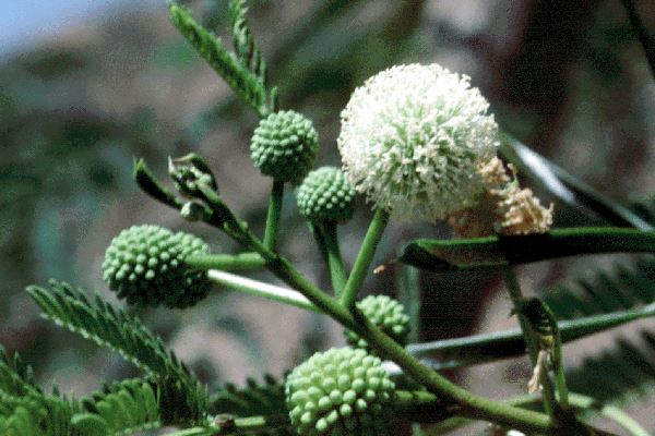 Leucaena leucocephala (leucaena); subsp. glabrata, open flower head and unopened flower buds.