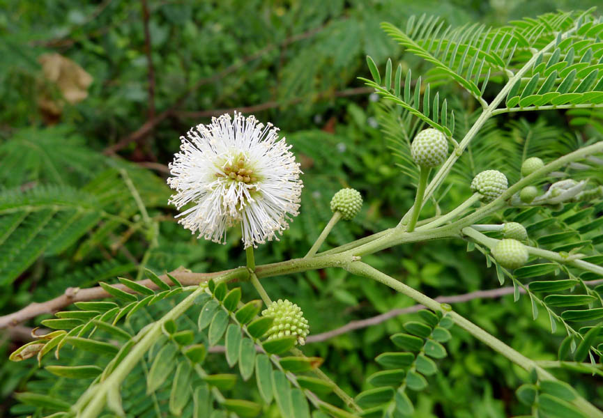 Leucaena leucocephala (leucaena); flowers and foliage. Poon Saan, Christmas Island, Australia, April 2011.