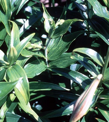 Mild, pale vein-clearing and mottle on leaves caused by lily symptomless carlavirus in lilies grown for cut flowers under glasshouse conditions.