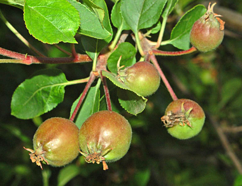 Envy Apple Malus Domestica 'scilate