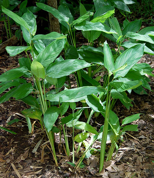 PDF) Guide to the Marantaceae of Reserva Ducke and Rebio Uatumã