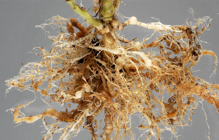 Roots of cotton infected with Meloidogyne incognita showing heavy root