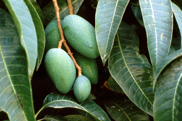 Mangifera indica (mango); Fruits.