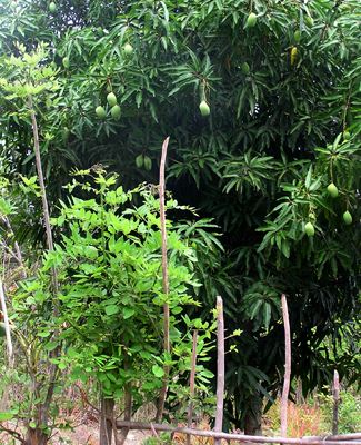 Mangifera indica (mango); Tree bearing fruits. Mayotte, Indian Ocean.