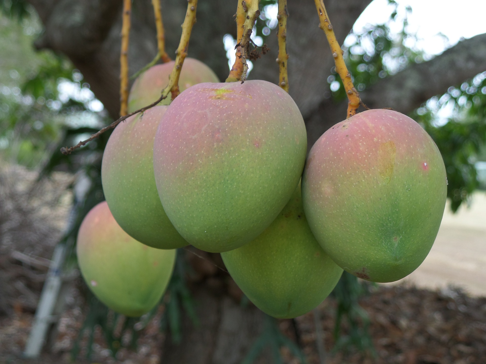 Mango Tree in Bloom (Mangifera indica L.) - Macros of the …