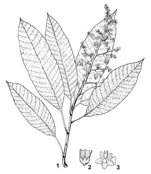 Mangifera indica (mango);1. flowering twig2. single flower3. open flower showing stamen and ovary