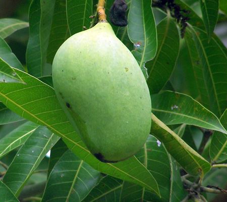 Mangifera indica (mango); Fruit on tree. Mayotte, Indian Ocean.
