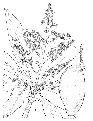 Mangifera indica (mango); flowering franch; 2, branchlet with fruit.Reproduced from the series 'Plant Resources of South-East Asia', by kind permission of the PROSEA Foundation, Bogor, Indonesia.