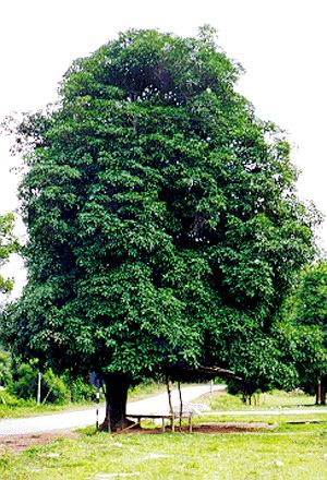 Mangifera indica (mango); Mature tree in habit.