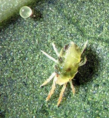 Adult female mite with egg. Adult females are bigger than the males and attain a size of 0.8 mm.