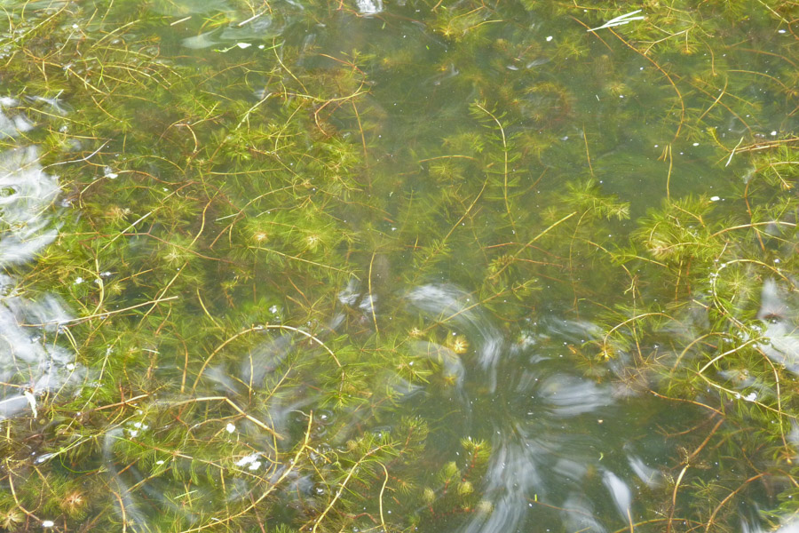 Myriophyllum spicatum (spiked watermilfoil); Habit. Øregaard Museum grounds, Hellerup, Denmark. September 2012.