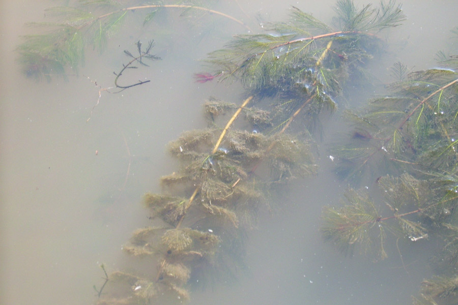 Myriophyllum spicatum (spiked watermilfoil); Habit. Desbarats River, Johnson, Ontario, USA. June 2006.
