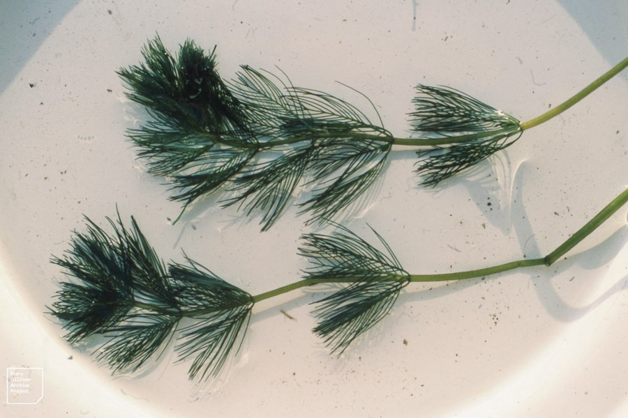 Myriophyllum spicatum (spiked watermilfoil) Foliage. Glamorganshire Canal, Whitchurch, Cardiff, Wales. December 1982.