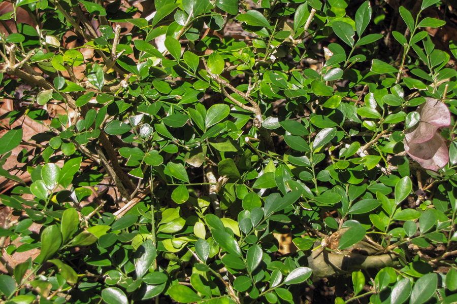 Artificial Plants Murraya Paniculata Leaves Branch – ownkoti