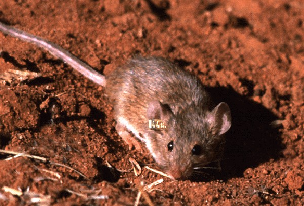 Mus musculus (house mouse); adult. Australia.